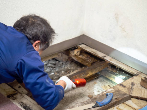 Best Basement Mold Remediation in Wake Forest, NC