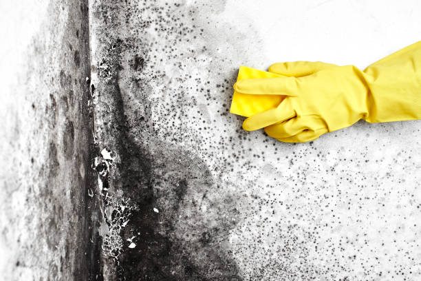 Best Post-Flood Mold Remediation in Wake Forest, NC