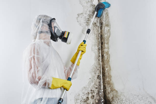 Best Industrial Mold Remediation in Wake Forest, NC