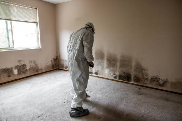 Best HVAC Mold Remediation in Wake Forest, NC