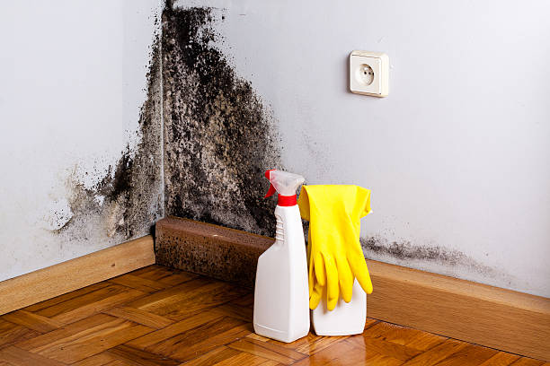 Best Preventive Mold Services in Wake Forest, NC