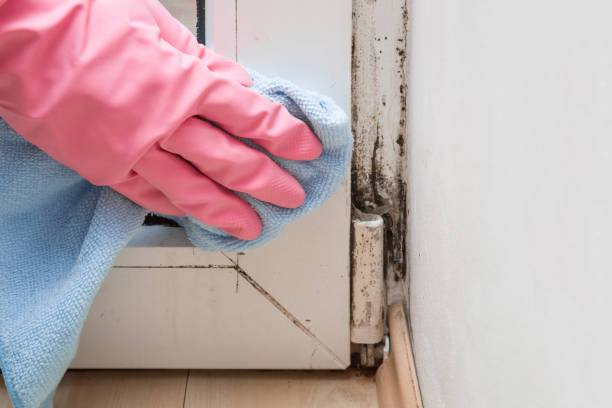 Best Mold Remediation for Schools in Wake Forest, NC